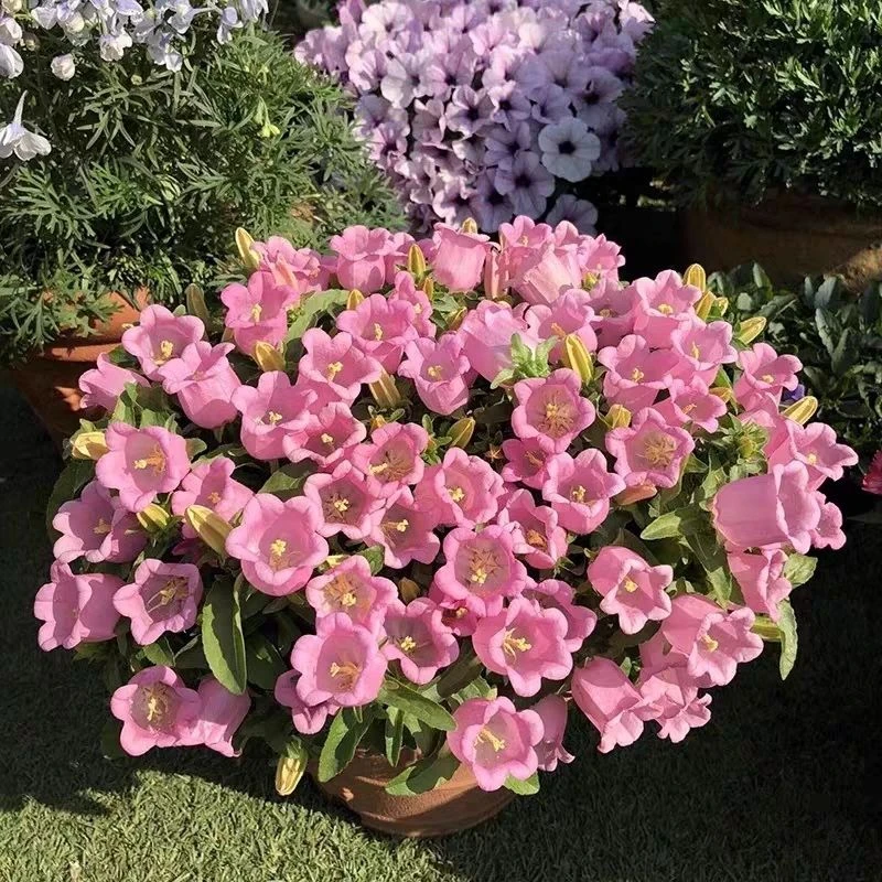 大花风铃草盆栽多年生宿根花卉耐寒耐热适合庭院阳台种植