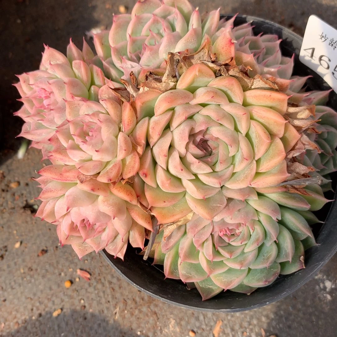 4658新年快乐发发发