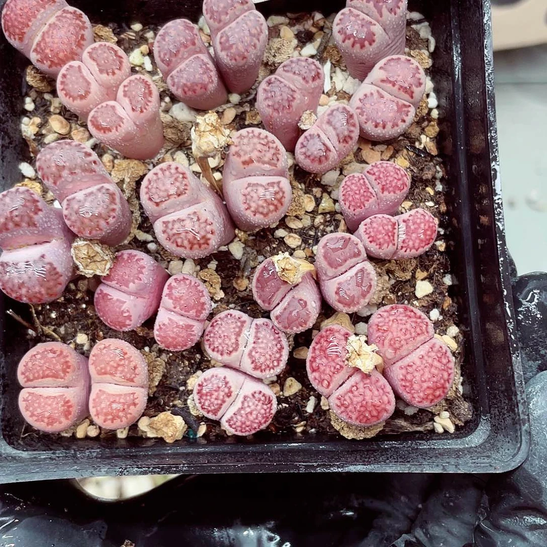 生石花满18包邮0926-66