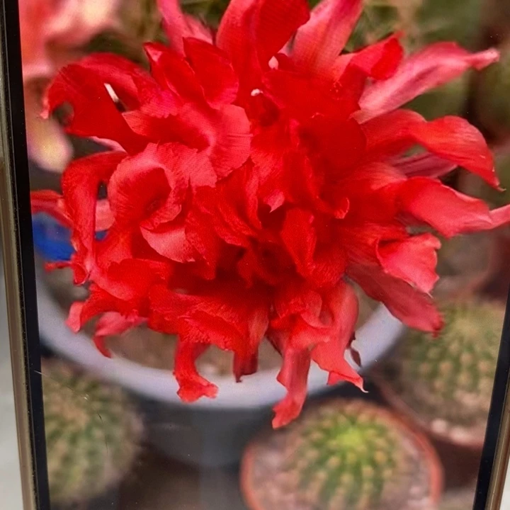 彩草红卷带根5公分左右