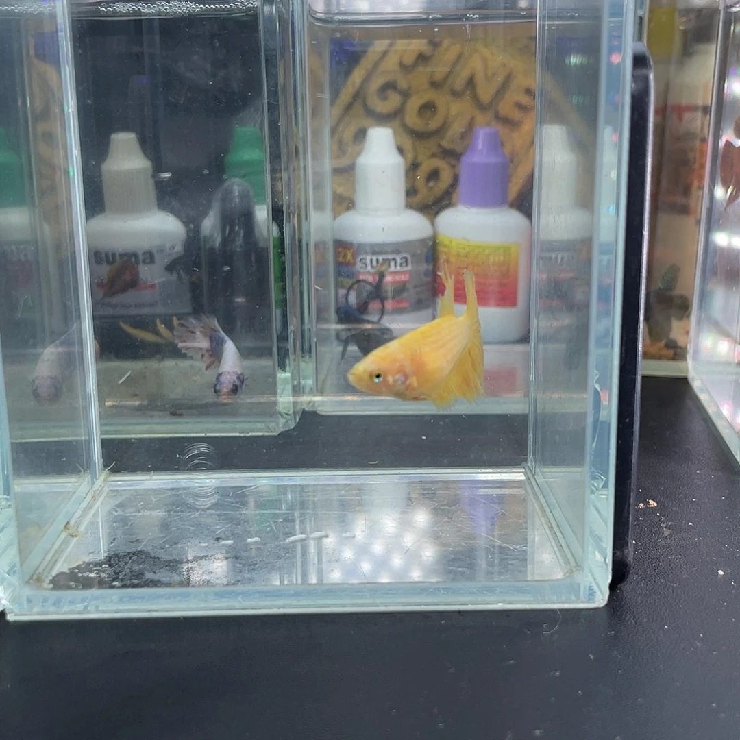 斗鱼21号1114早母鱼