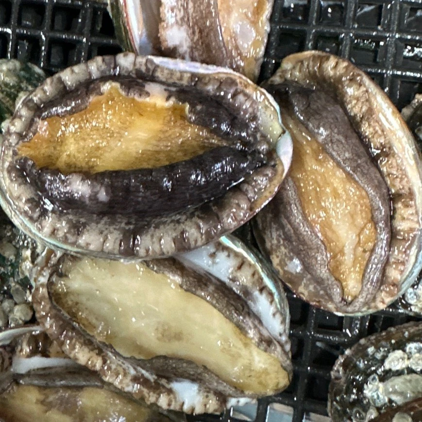 鲜活10头鲍500g左右