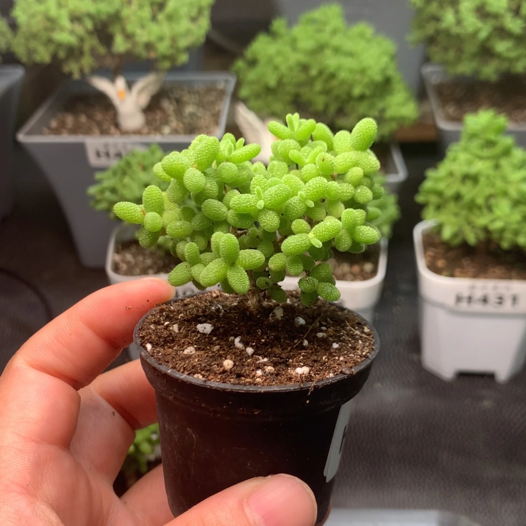 438蜜橘。