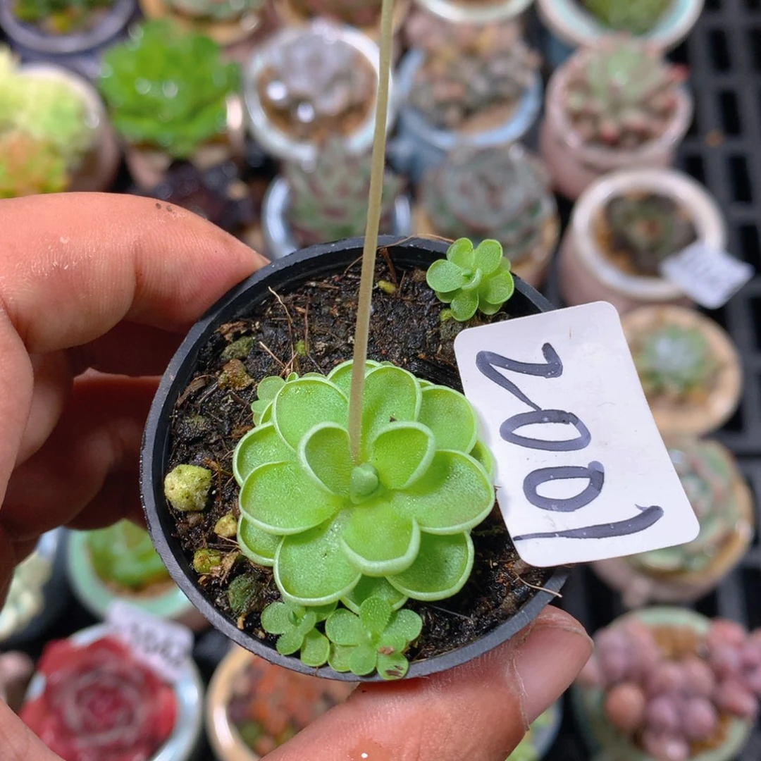 无花朵肉萌萌5cm拇指盆精控多肉GC2001