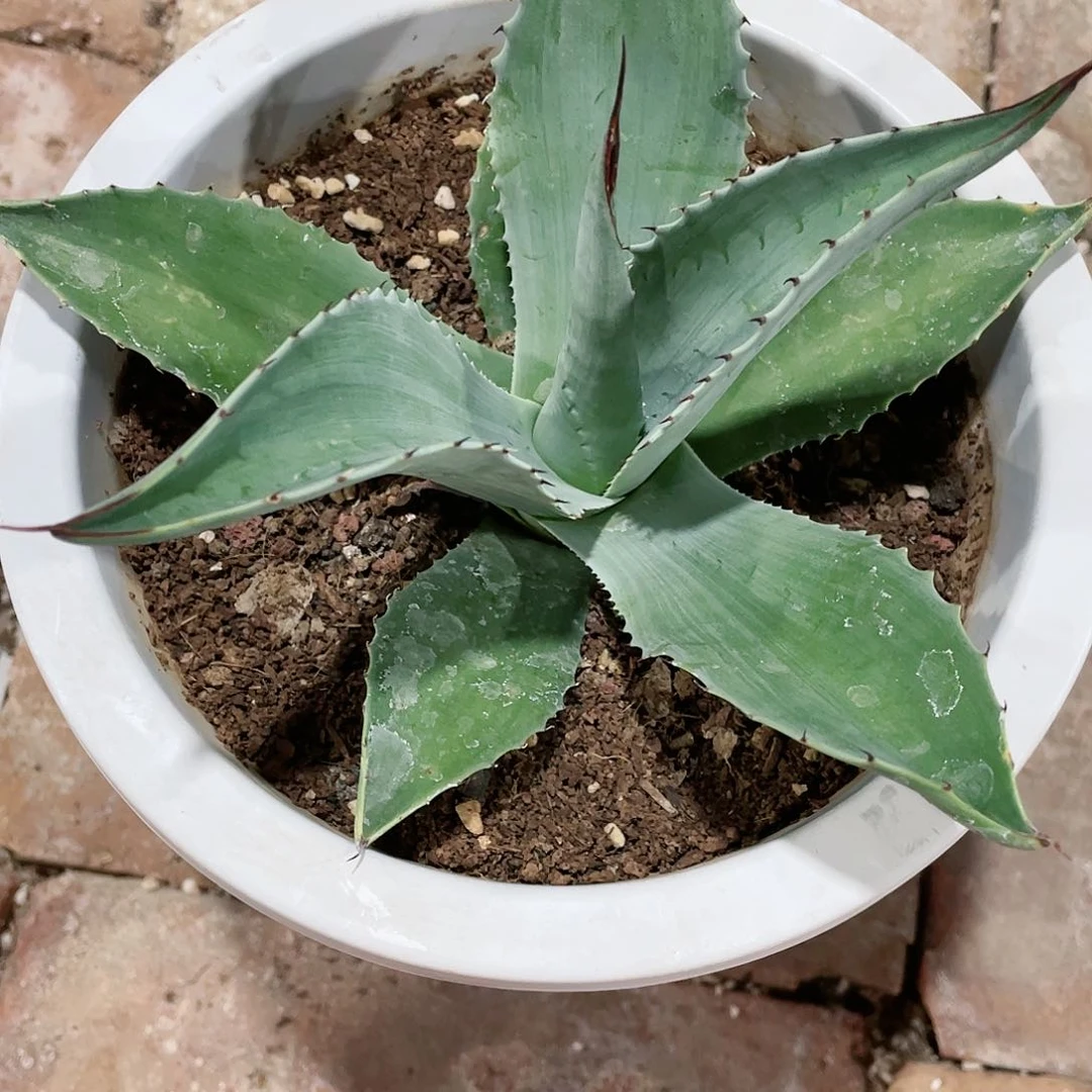 金***构鲸鱼舌小颗龙舌兰包邮