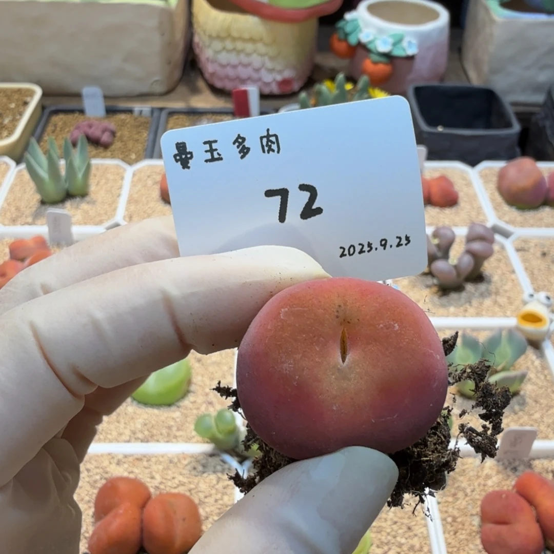 一***新多肉多肉多肉9.25-072 水蜜桃