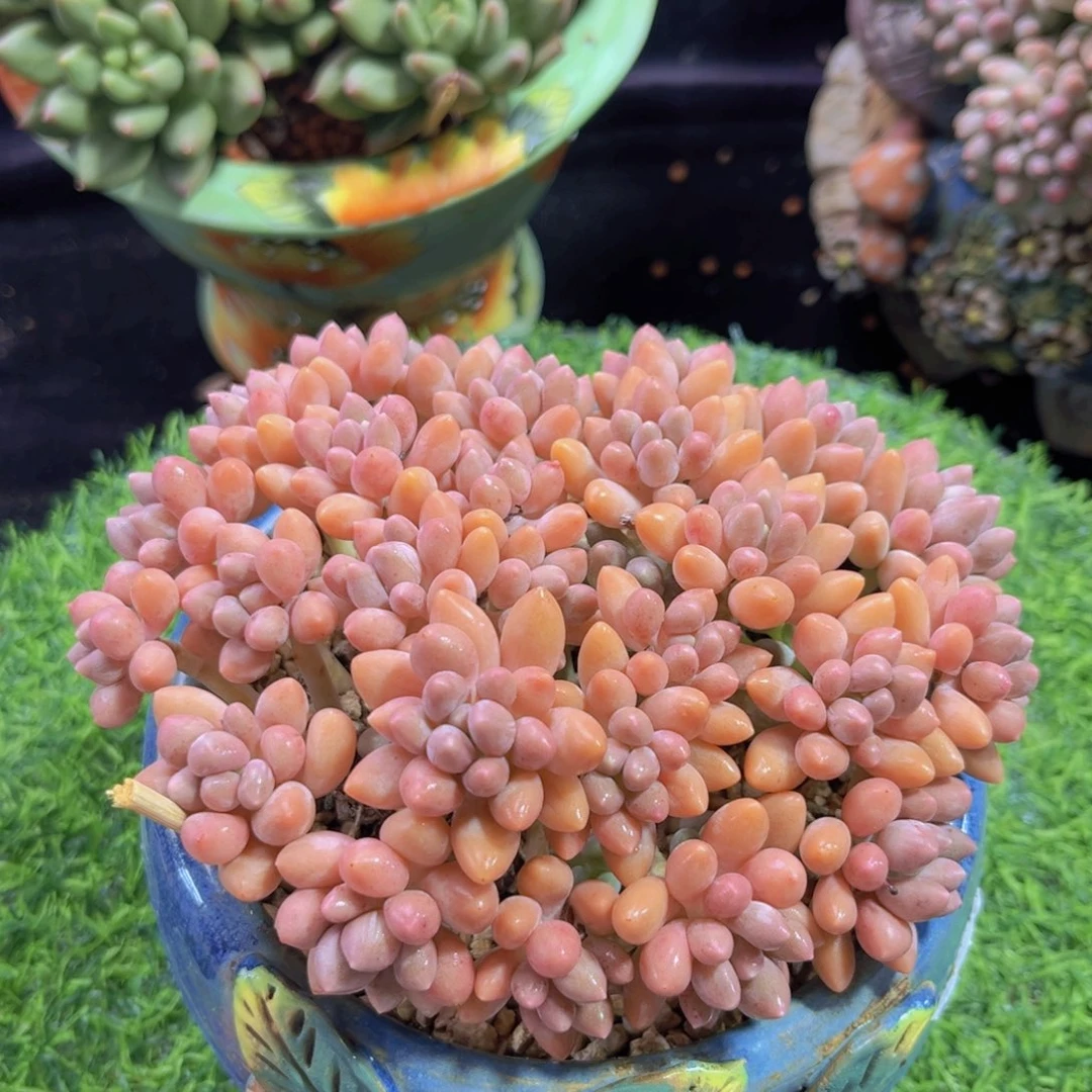完全开放多肉植物星带露