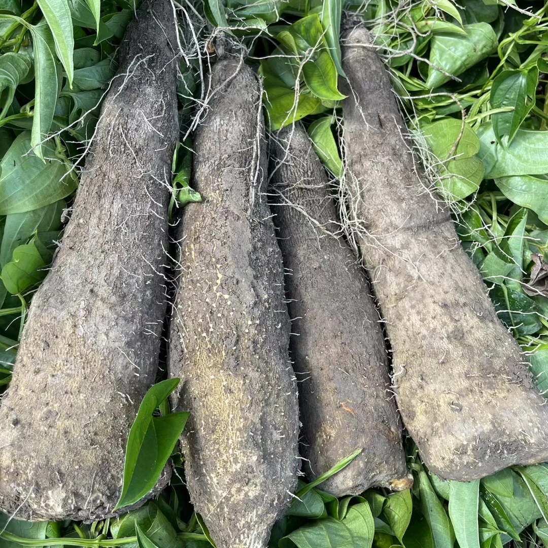 文成高山糯米山药紫山药每天现挖