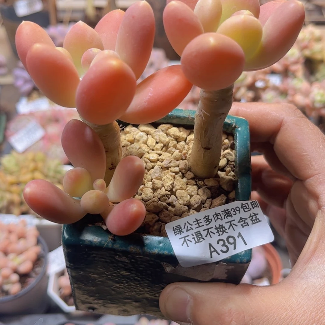 391芒果奶10cm多肉