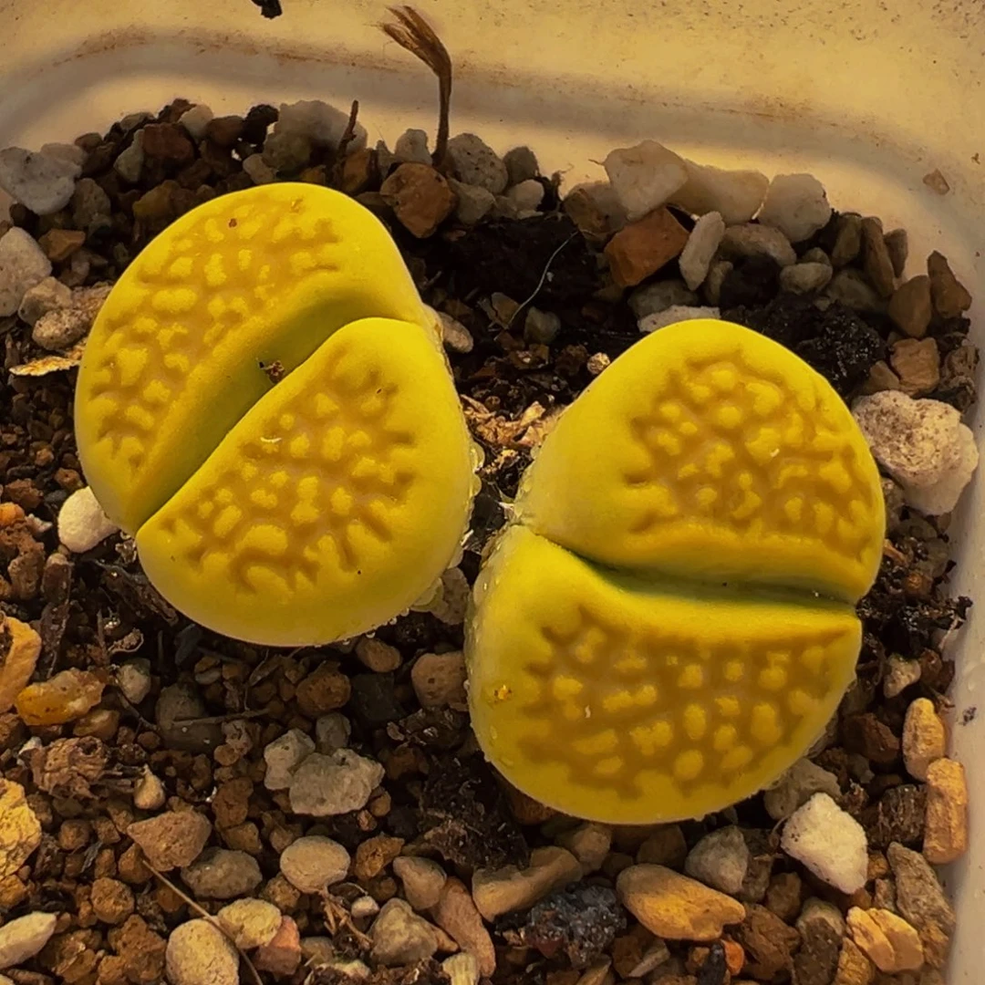152多肉植物种类多样
