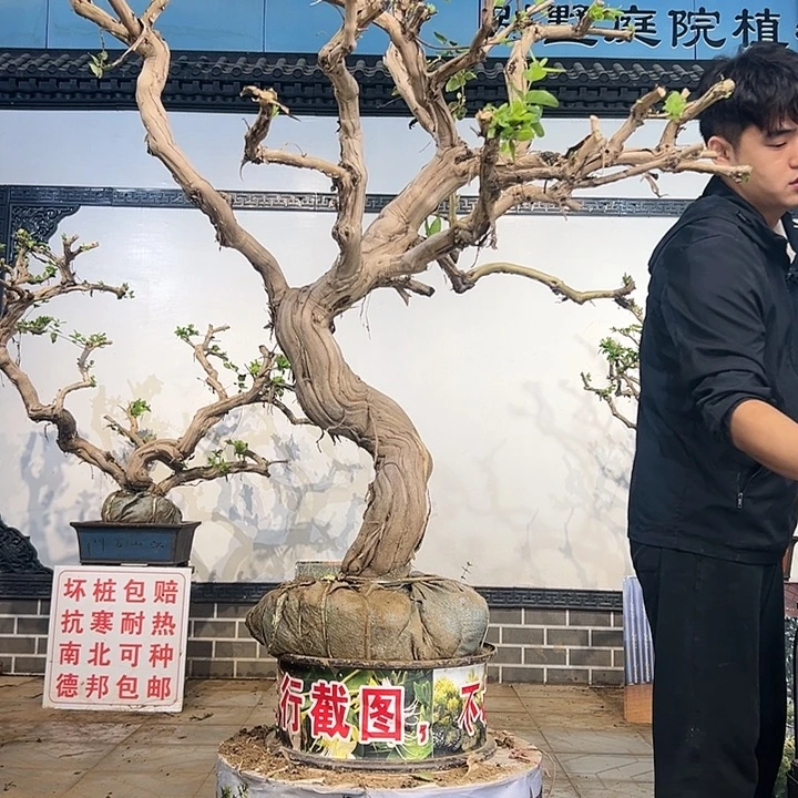 完全开放金银花开花139826858