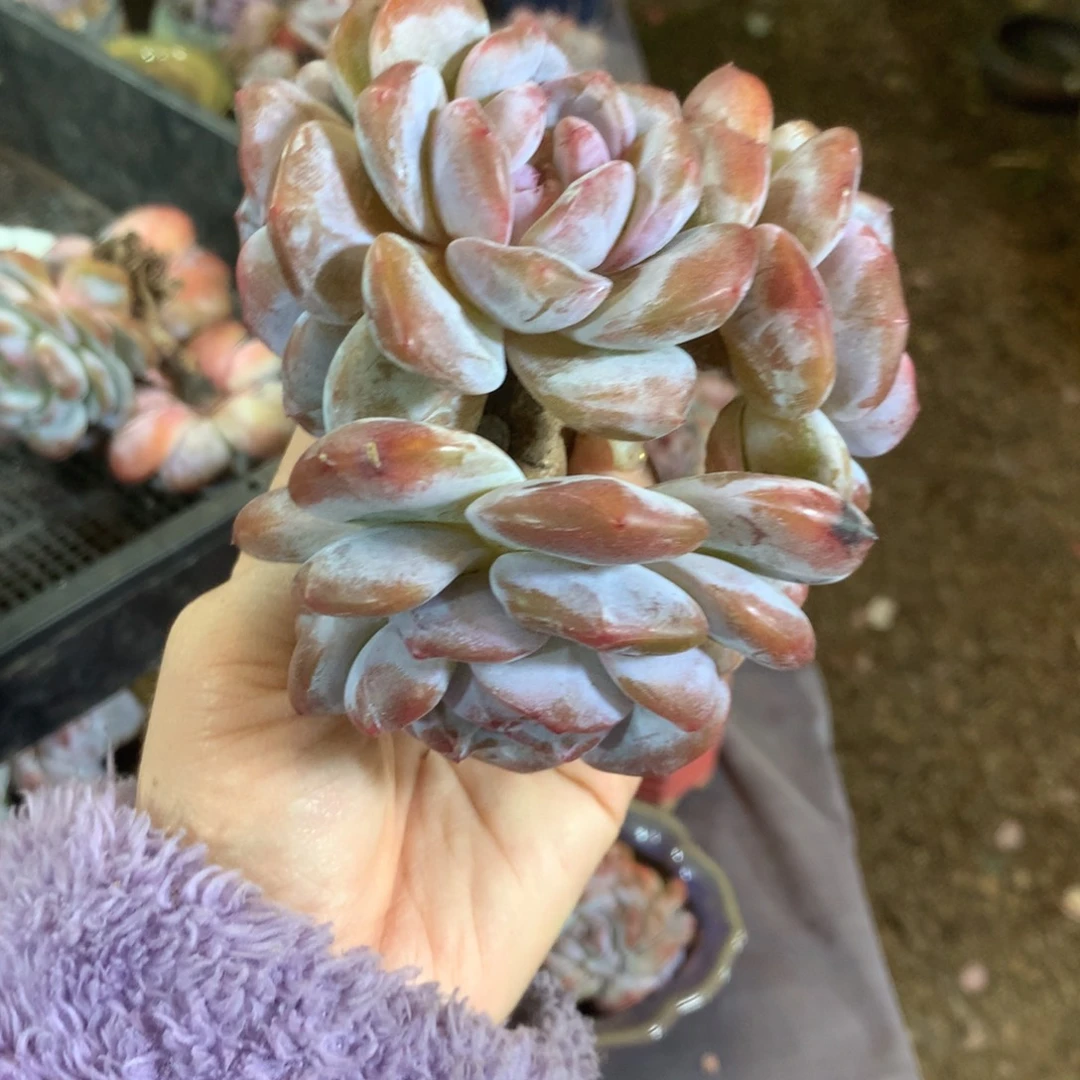 哈哈哈哈哈哈哈哈哈石榴籽