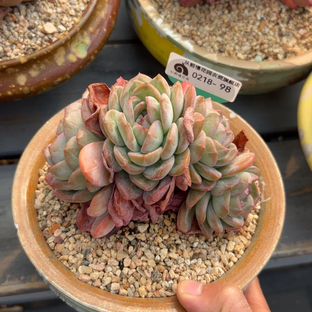 多肉一物一拍0218-98