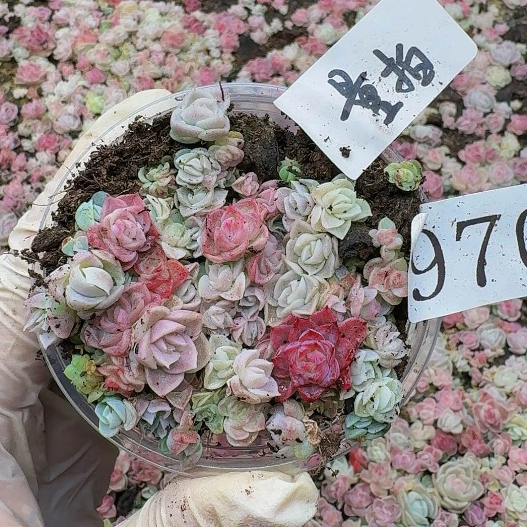 多肉植物多肉植物970量拍