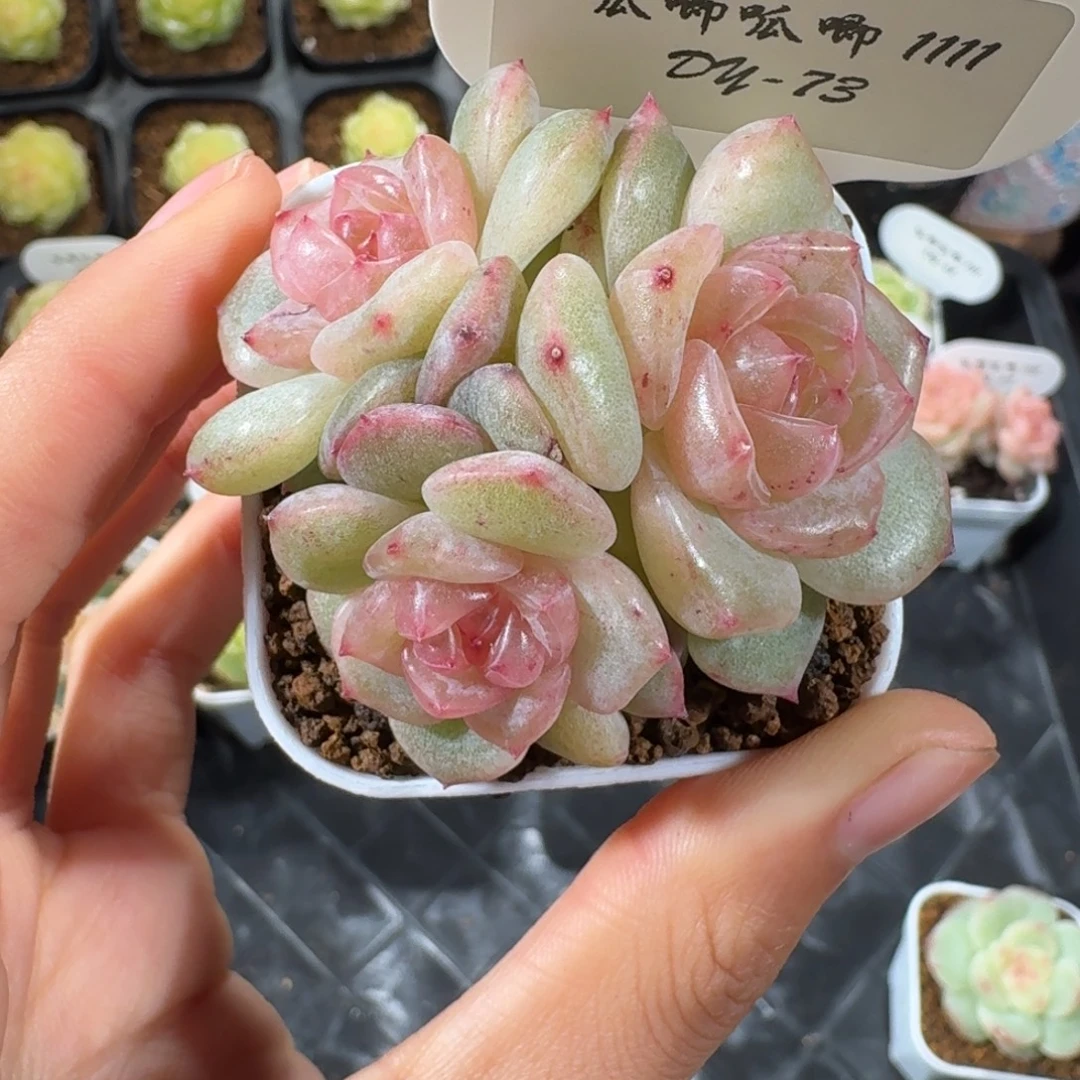 1111-73-海洋之星b