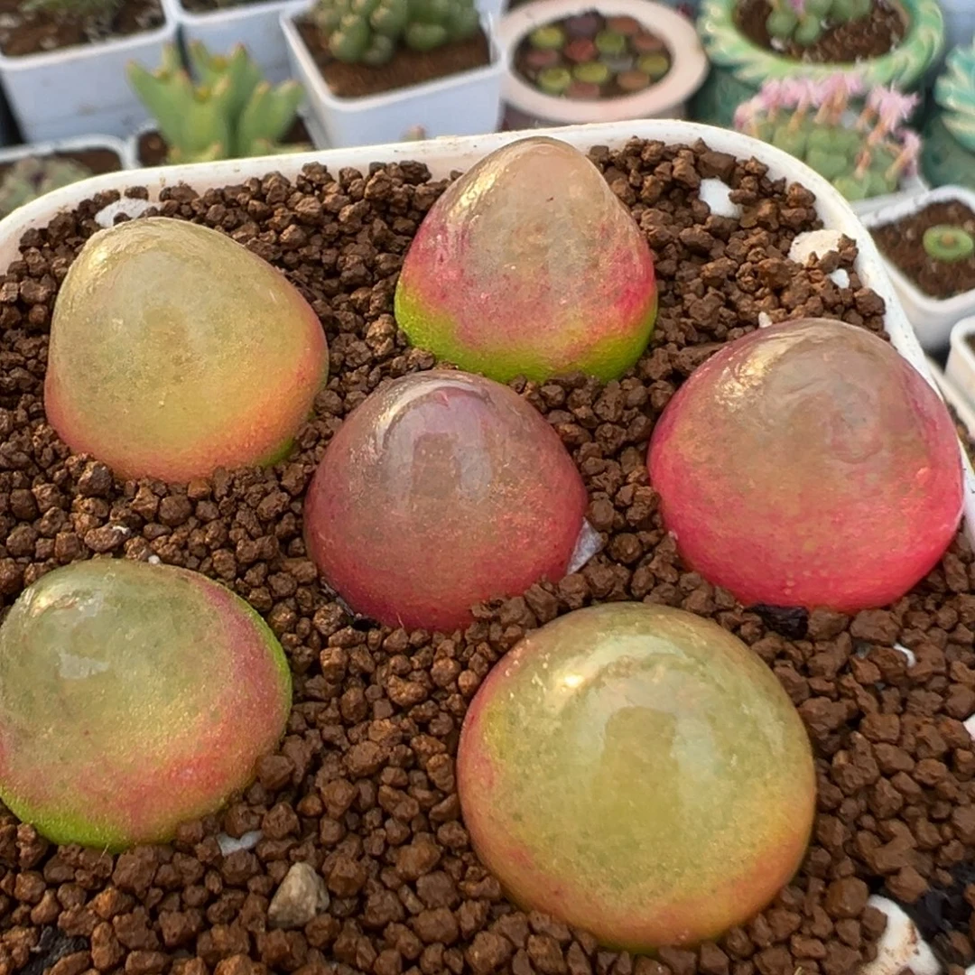 98多肉植物百科植物