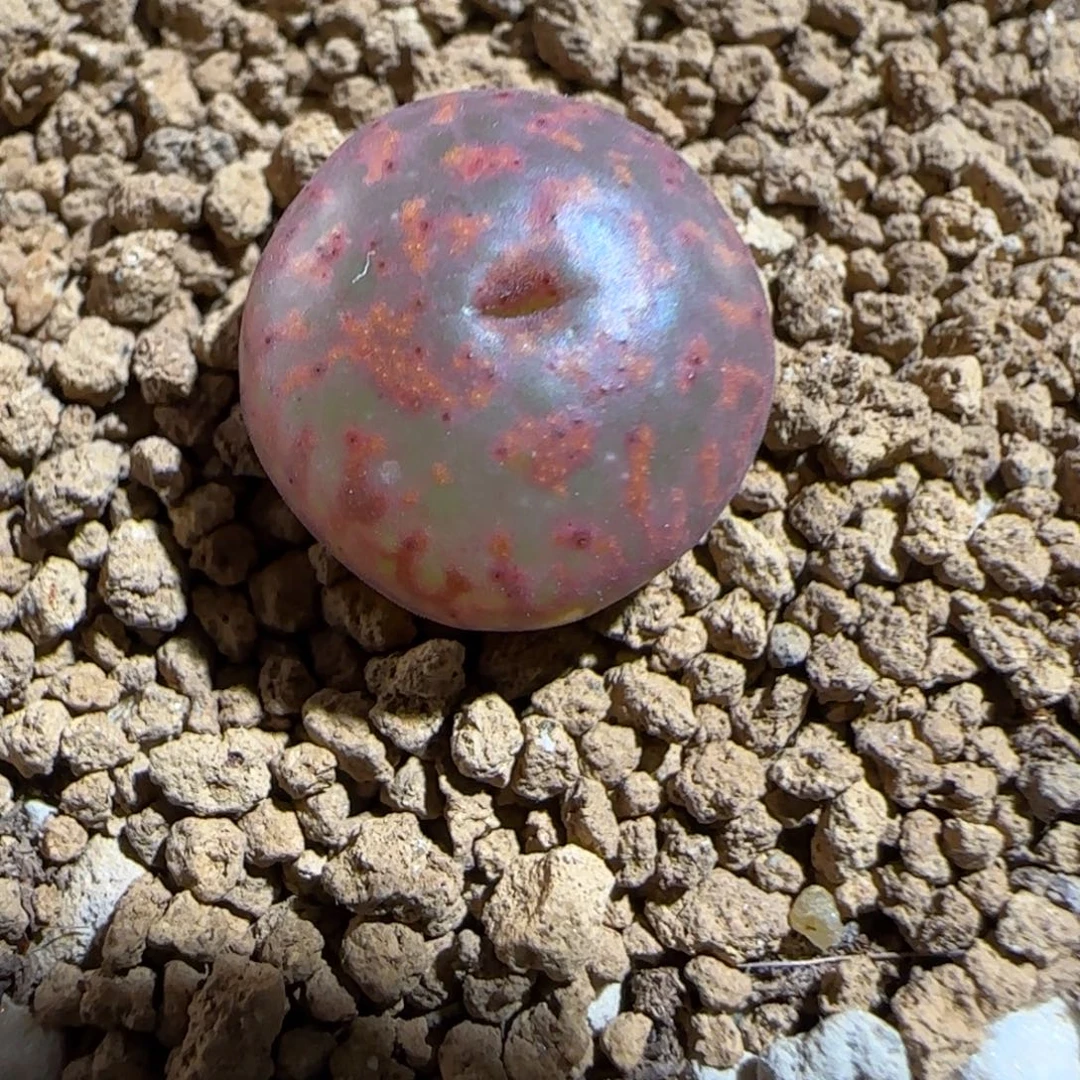 肉锥多肉植物组合-ap正红色酒红勋章1524