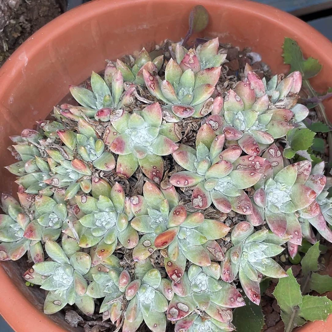 白姆老桩多头群生
