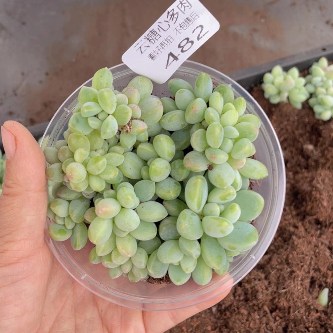 云糖心多肉植物482