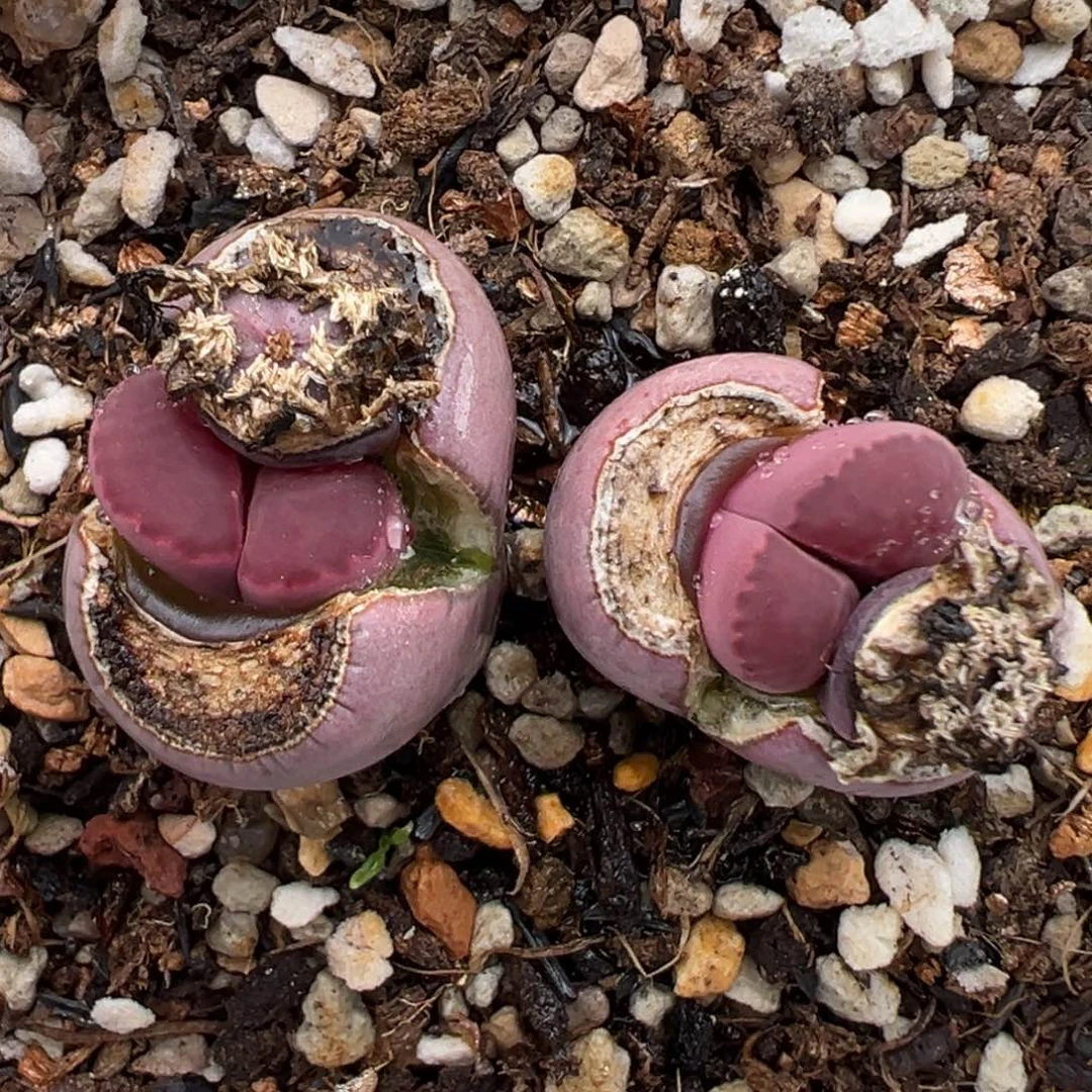 2.7好看的多肉703