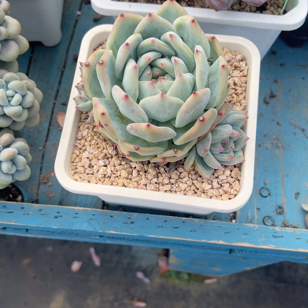 精品多肉植物老桩