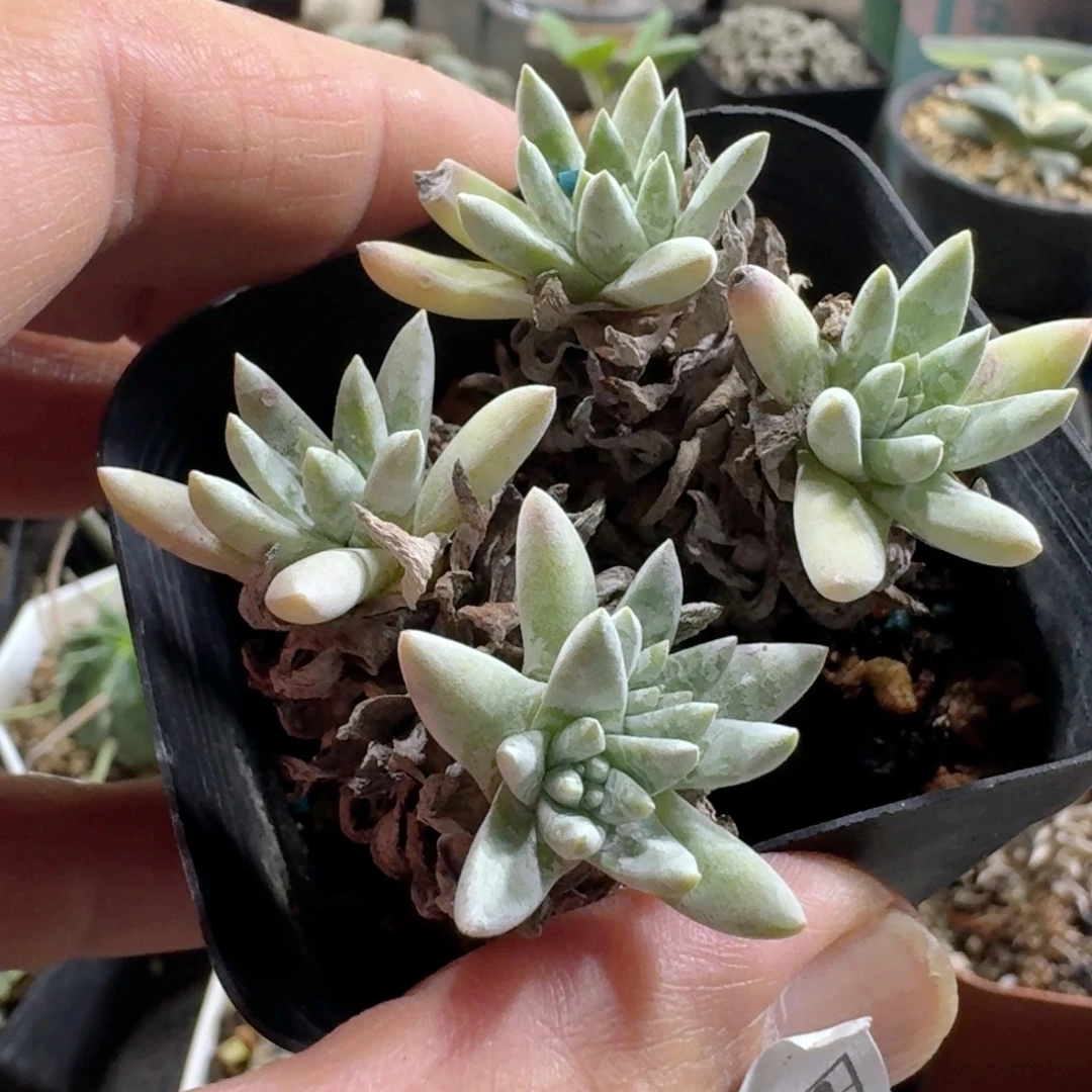 763白菊脱土发货自根