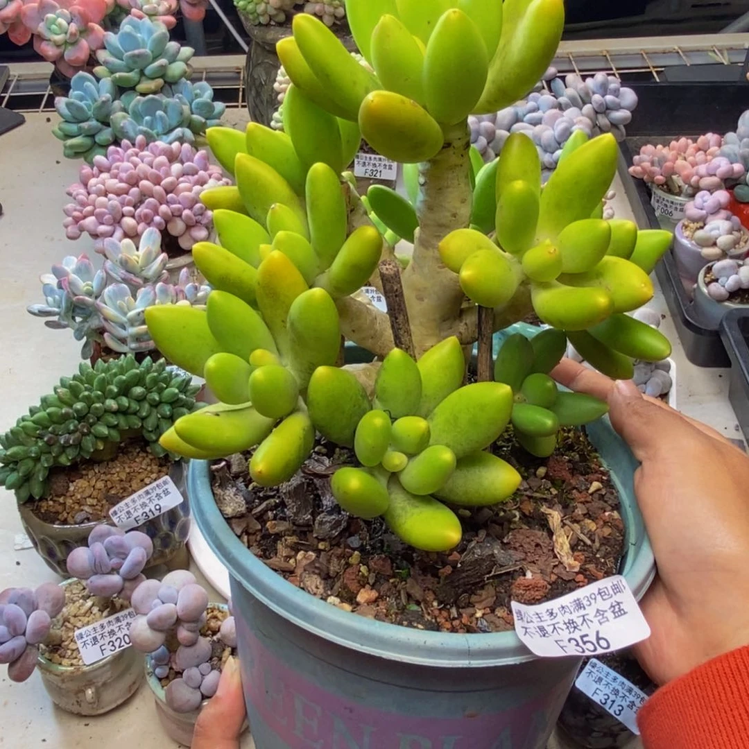 356金蝉芒果奶多肉16c m