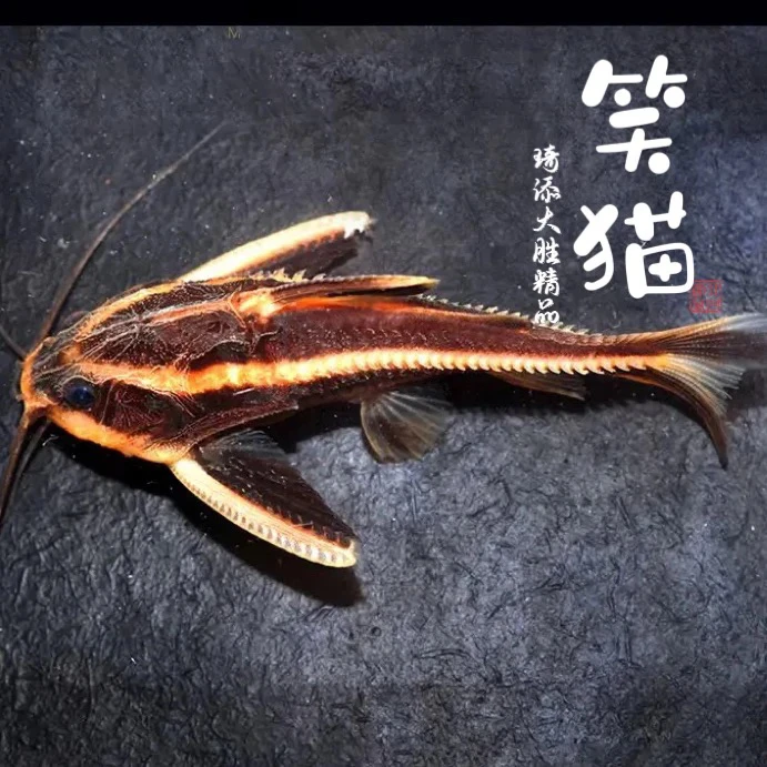 观赏鱼 笑猫观赏鱼