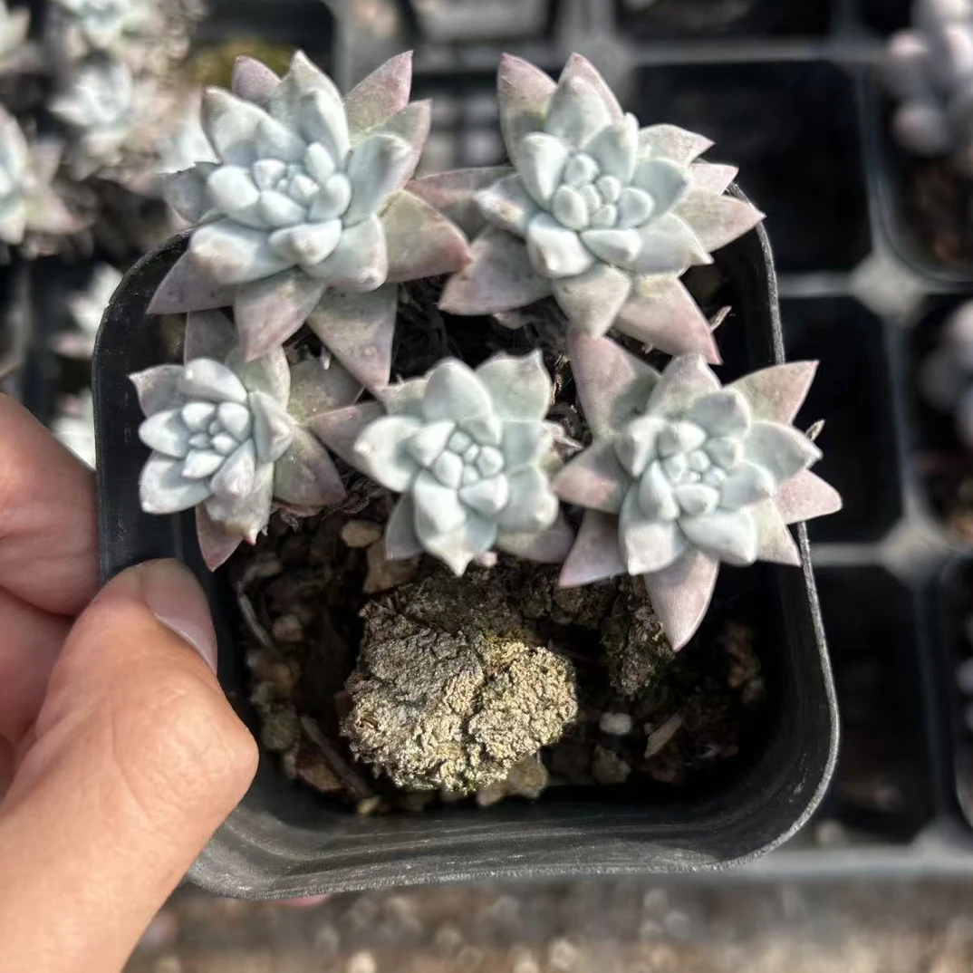 多肉 清货白菊 很小 不售后（满9.9包邮）