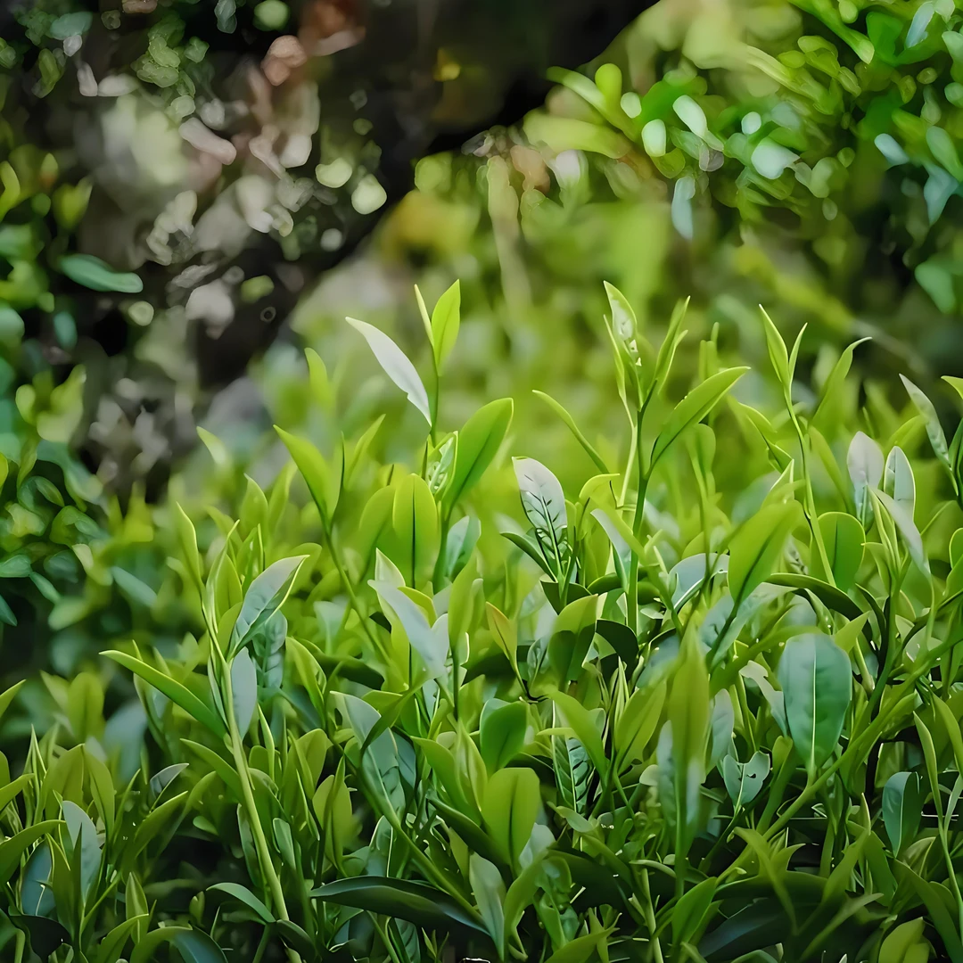 【古叶天祥】50g友谊十里香凤凰单丛乌龙茶乌龙茶