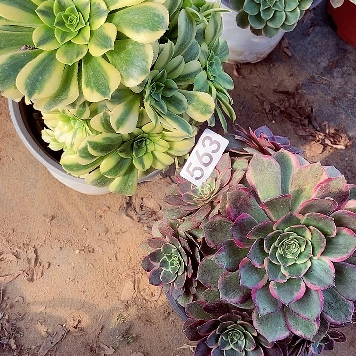 粉花要 金丝翡翠563多肉不包断