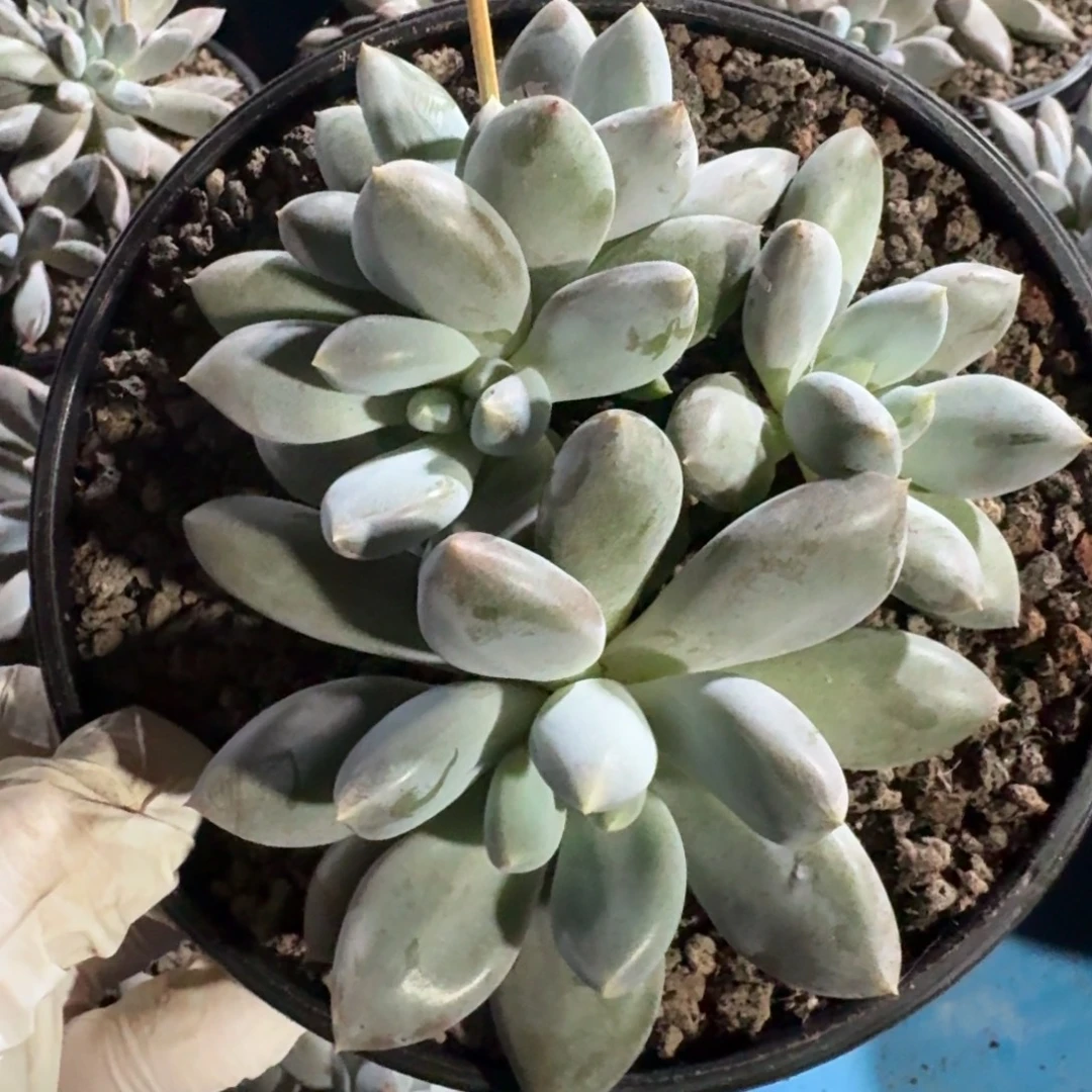 黄胖体哥特4头无砍