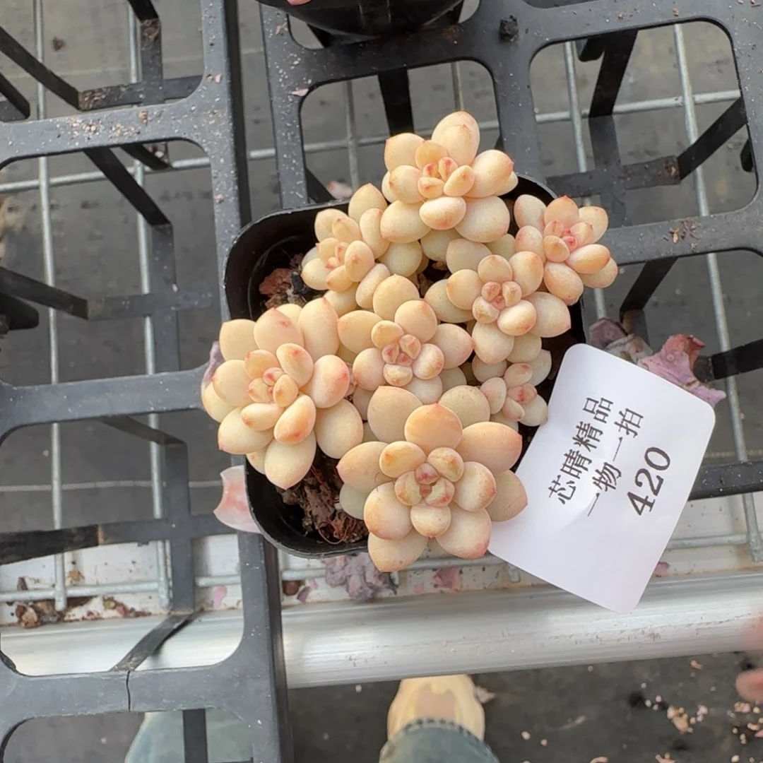 闪购精品多肉420号