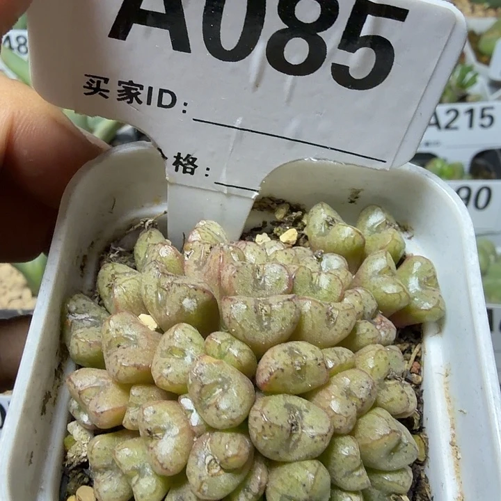 085。满28包邮包邮