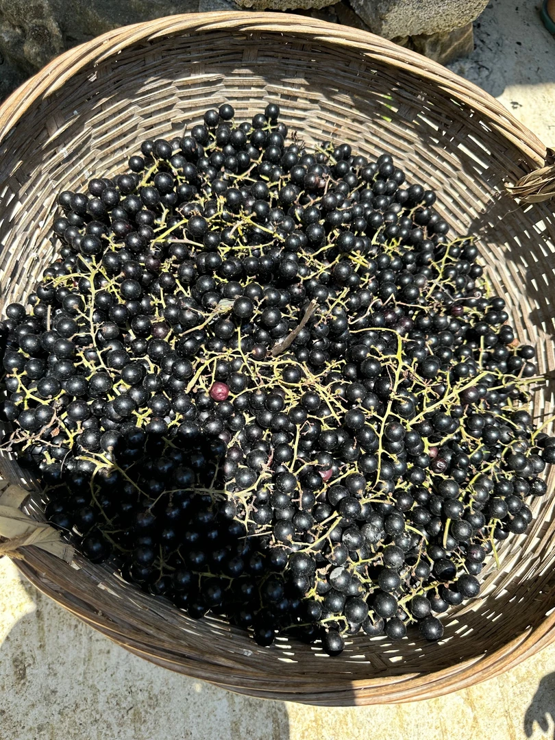 新鲜现摘酿酒专用山野葡萄整串发货顺丰包邮