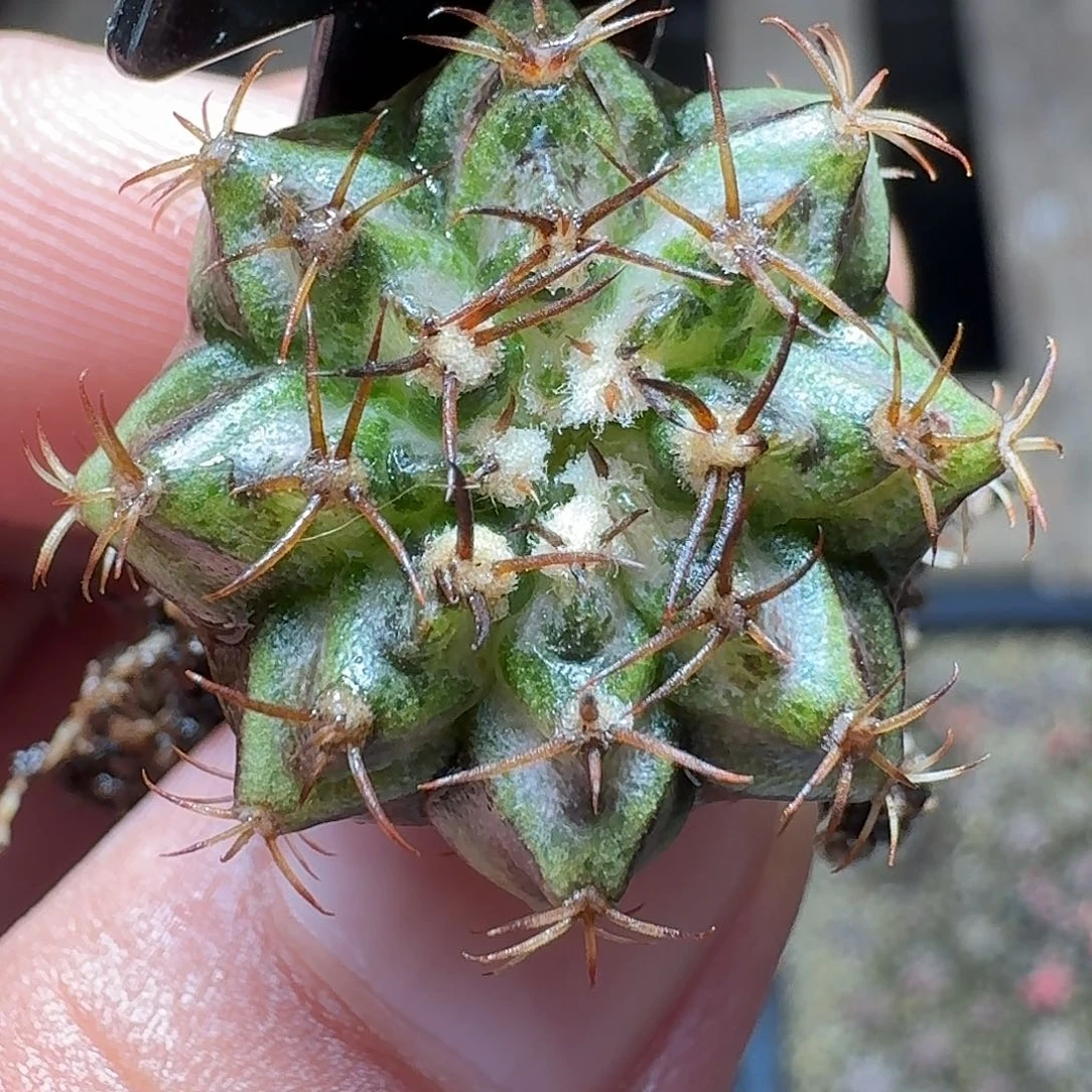 米哈实生自然锦03