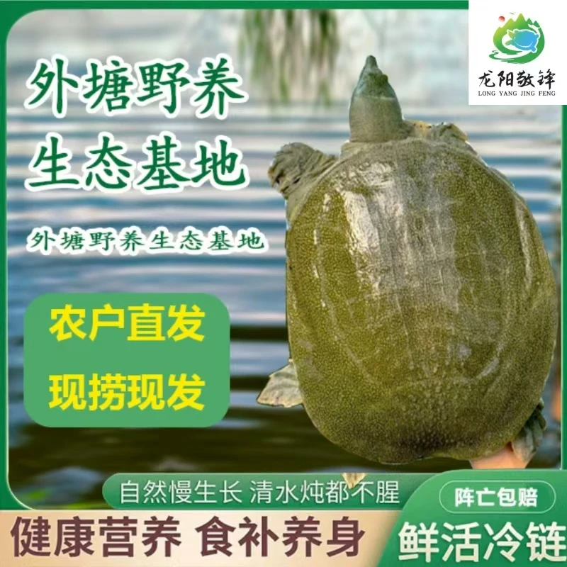 2只共3-4斤 汉寿外塘甲鱼 青背白底 包活到家