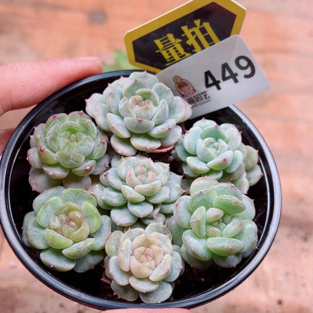 多肉植物多肉植物