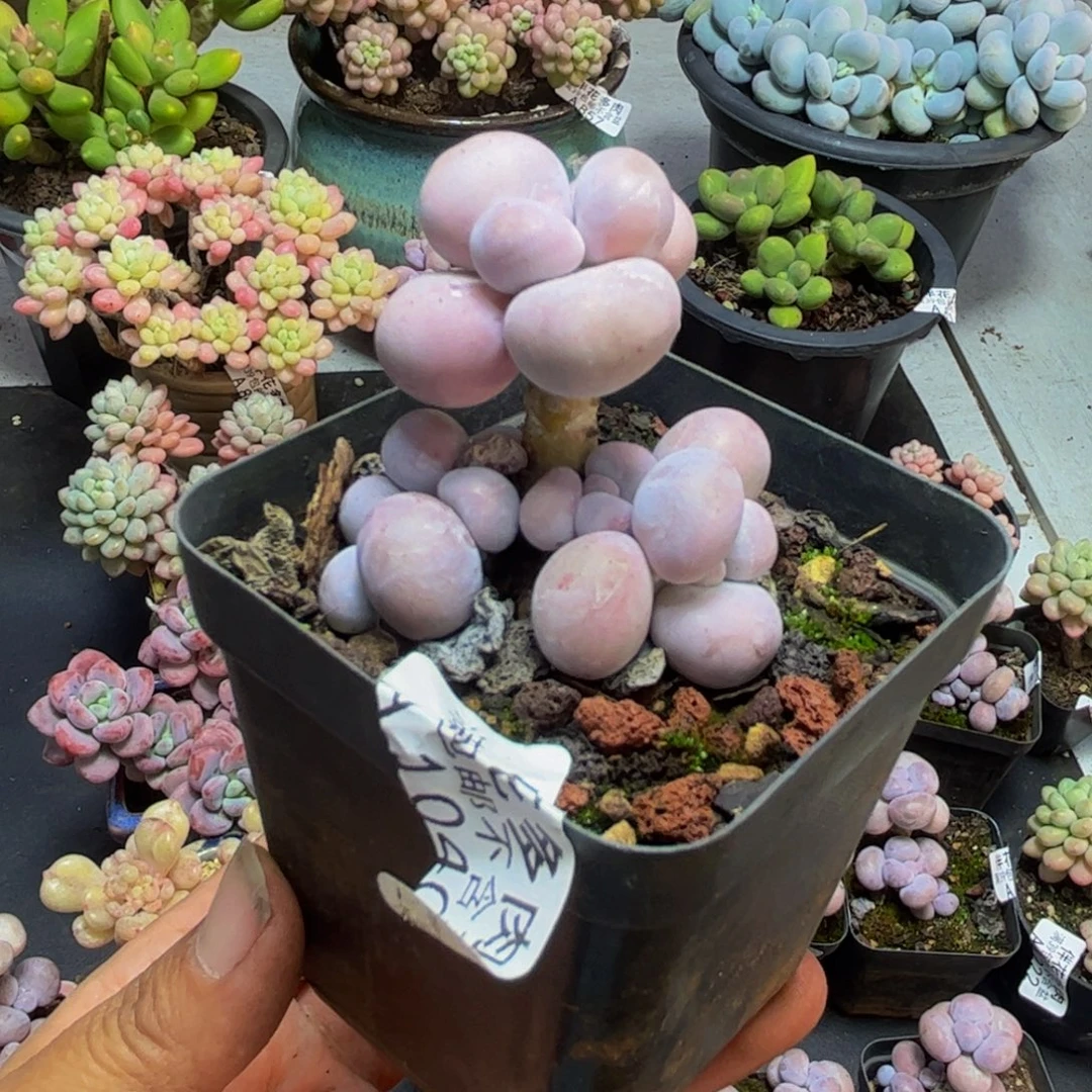 2040橙奶5cm多肉植物