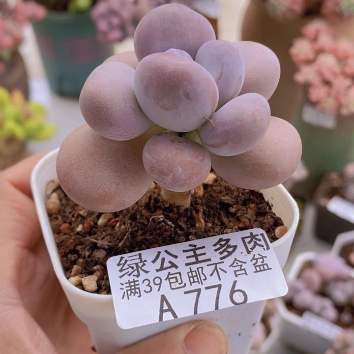 橙雪球5cm776多肉植物