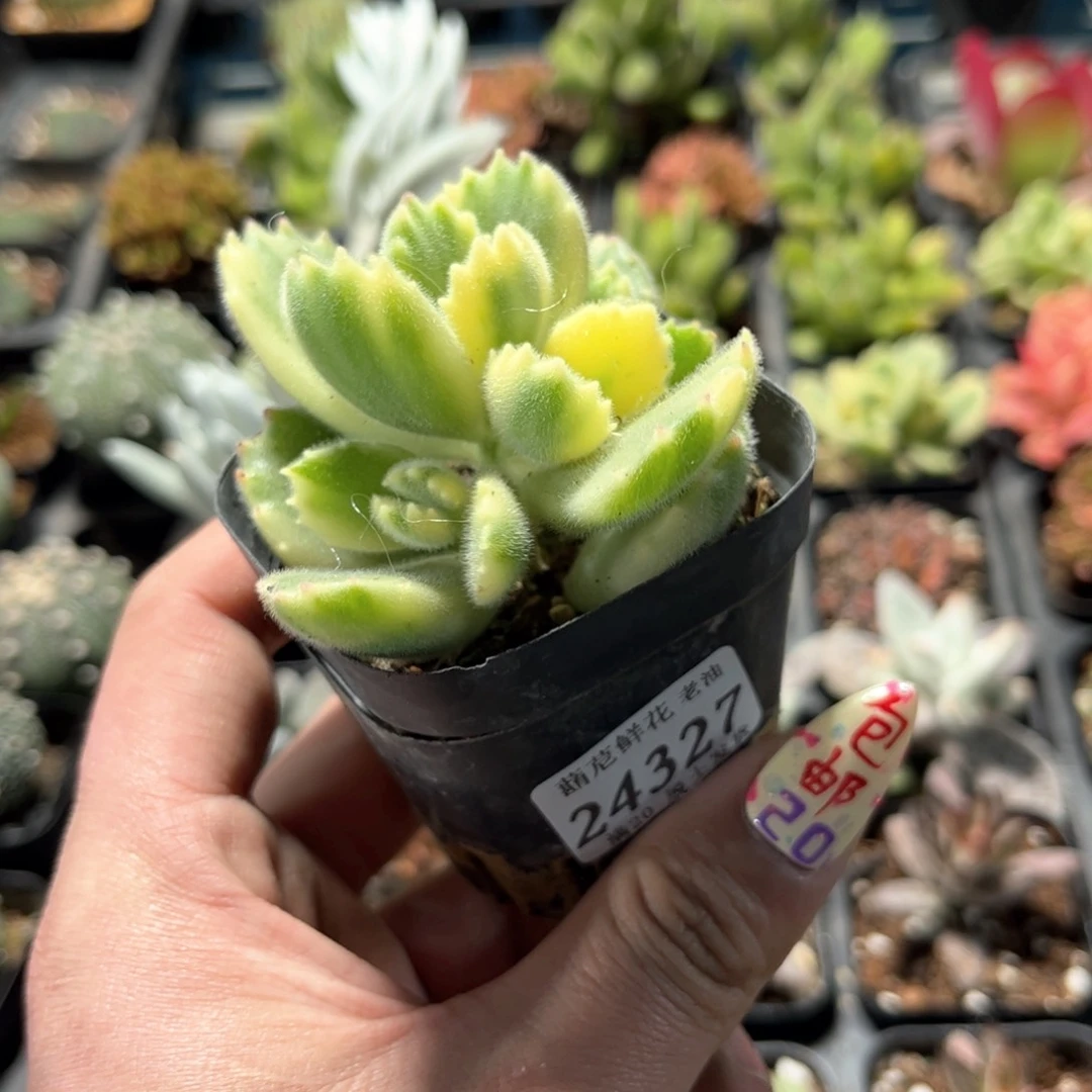 24327一物一拍单头发货