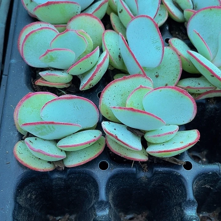 小白眉2.8带土发