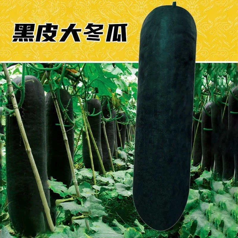 青皮冬瓜种子冬瓜种籽杂交春夏秋四季阳台盆栽蔬菜孑大全
