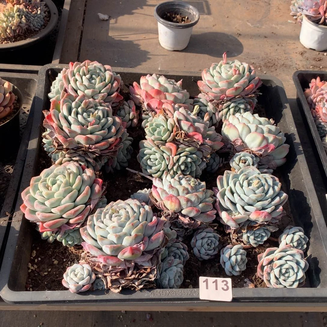 113橙子多肉植物组合