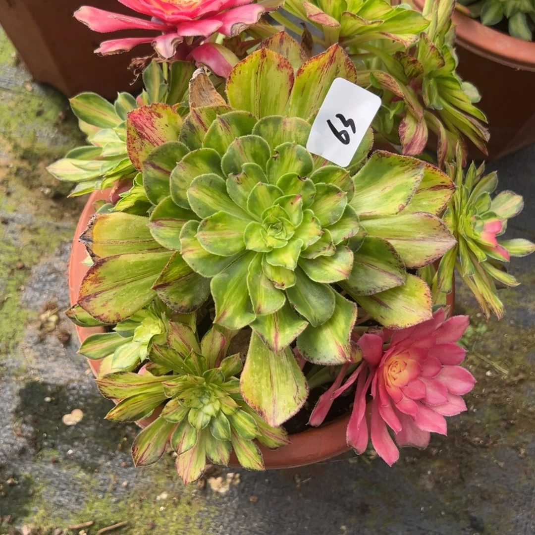 63知否多肉嘻嘻嘻嘻