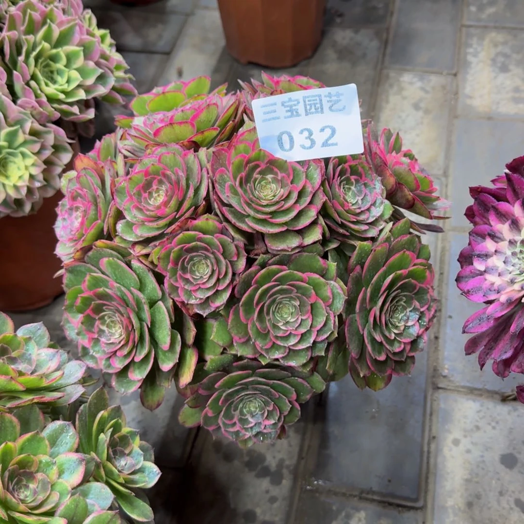 在**方多肉植物032粉花妖