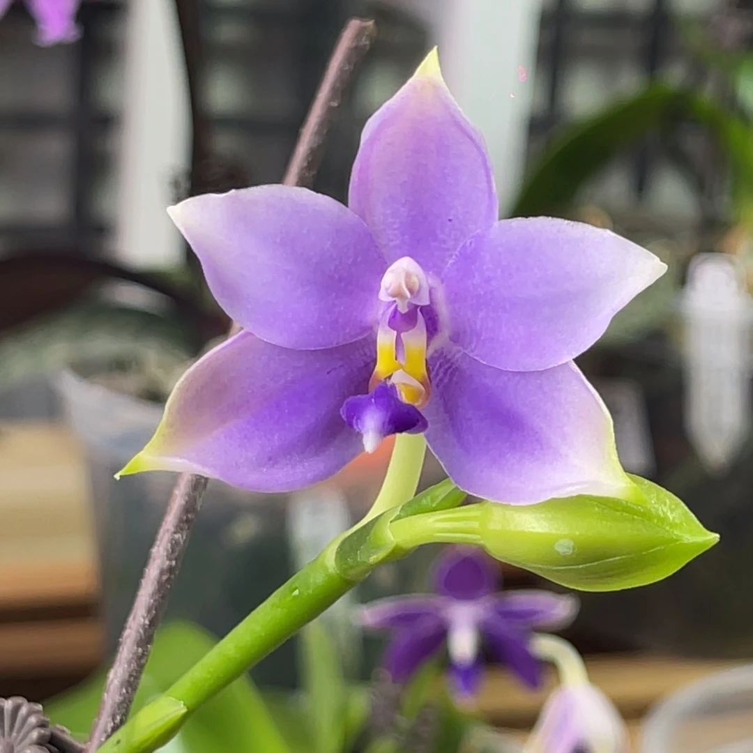 完全开放SWR22MC-1266