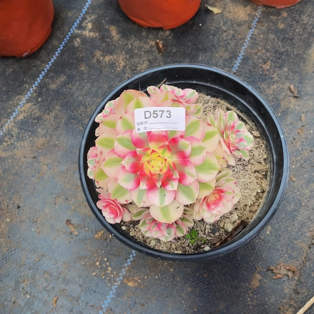 牛***新多肉植物573倾城法师