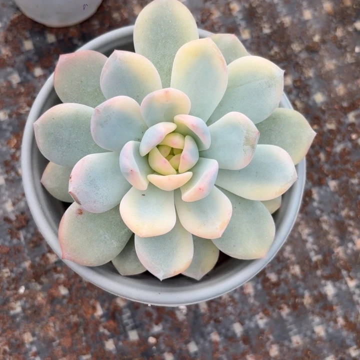 橙梦露宽锦潜力股