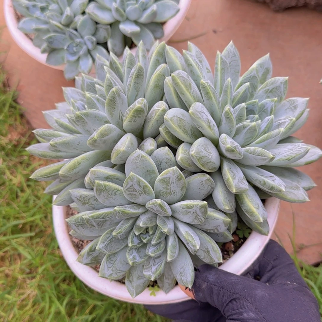 m***k多肉植物多肉植物